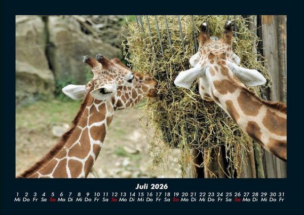 Produktbild: Giraffen 2026 Fotokalender DIN A4