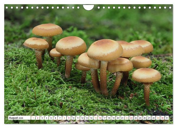 Produktbild: Heil- und Vitalpilze (Wandkalender 2026 DIN A4 quer), CALVENDO Monatskalender