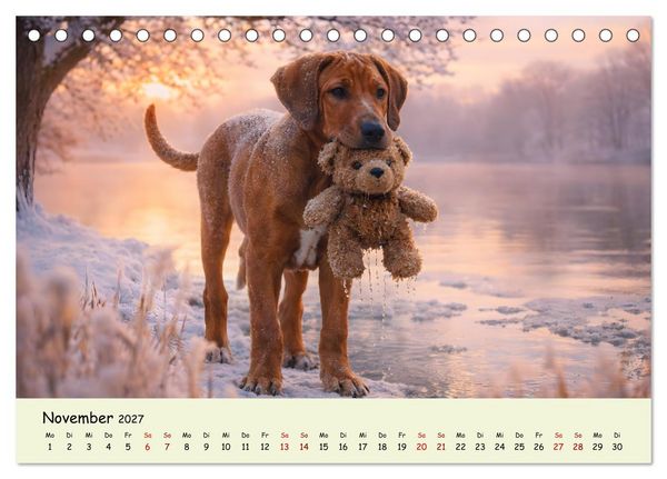 Produktbild: Rhodesian Ridgeback - Welpenzauber (Tischkalender 2027 DIN A5 quer), CALVENDO Monatskalender