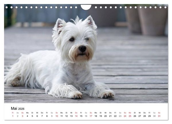 Produktbild: Mein Hundekalender 2026 (Wandkalender 2026 DIN A4 quer), CALVENDO Monatskalender