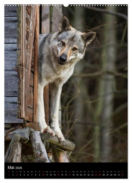 Produktbild: Faszination Wolfhund (hochwertiger Premium Wandkalender 2026 DIN A2 hoch), Kunstdruck in Hochglanz