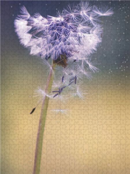 Produktbild: CALVENDO Puzzle Pusteblume | 1000 Teile Lege-Gr&ouml;&szlig;e 64x48cm Foto-Puzzle f&uuml;r gl&uuml;ckliche Stunden