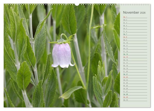 Produktbild: Liebenswerte Gl&ouml;ckchen (Wandkalender 2026 DIN A2 quer), CALVENDO Monatskalender