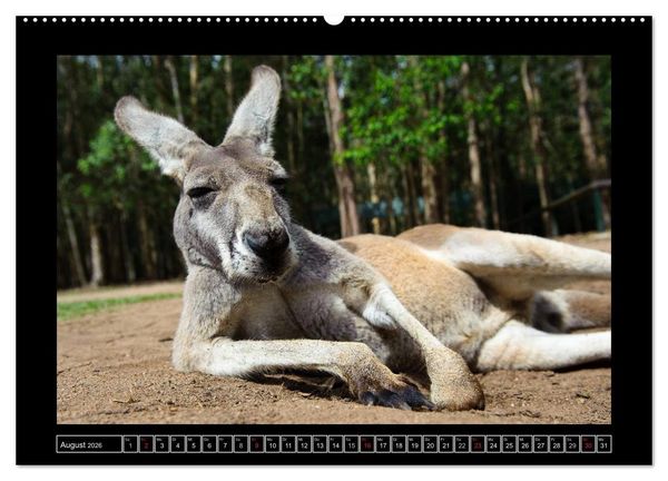 Produktbild: Australia Wildlife (Wandkalender 2026 DIN A2 quer), CALVENDO Monatskalender