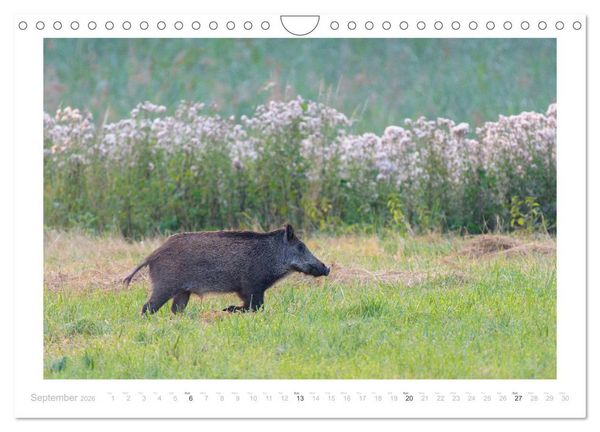 Produktbild: Wild Boars (Wall Calendar 2026 DIN A4 landscape), CALVENDO 12 Month Wall Calendar
