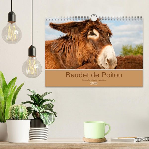 Produktbild: Baudet de Poitou - Seltene franz&ouml;sische Langohren (Wandkalender 2026 DIN A4 quer), CALVENDO Monatskalender