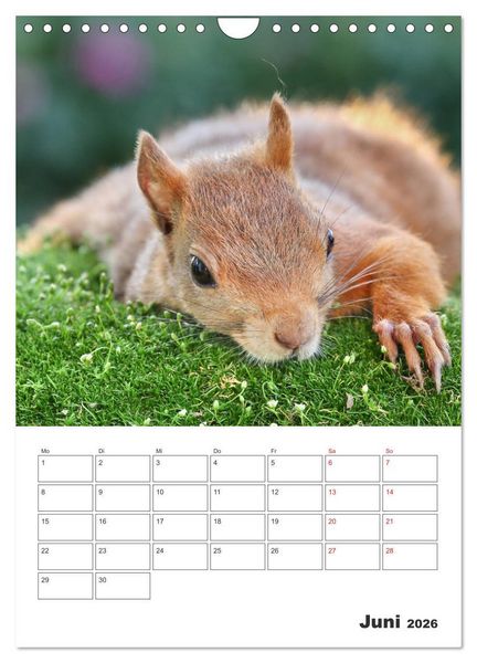 Produktbild: Eichh&ouml;rnchen Luna (Wandkalender 2026 DIN A4 hoch), CALVENDO Monatskalender