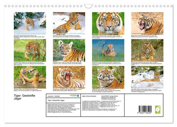 Produktbild: Tiger: Gestreifte J&auml;ger (Wandkalender 2026 DIN A3 quer), CALVENDO Monatskalender