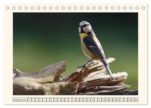 Produktbild: Gefiederte Sch&ouml;nheiten - Die Blaumeise (Tischkalender 2026 DIN A5 quer), CALVENDO Monatskalender