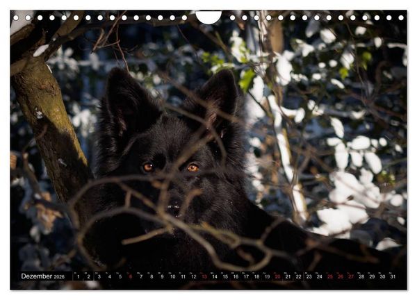 Produktbild: Schwarz ist sch&ouml;n! Der lackschwarze altdeutsche Sch&auml;ferhund (Wandkalender 2026 DIN A4 quer), CALVENDO Monatskalender