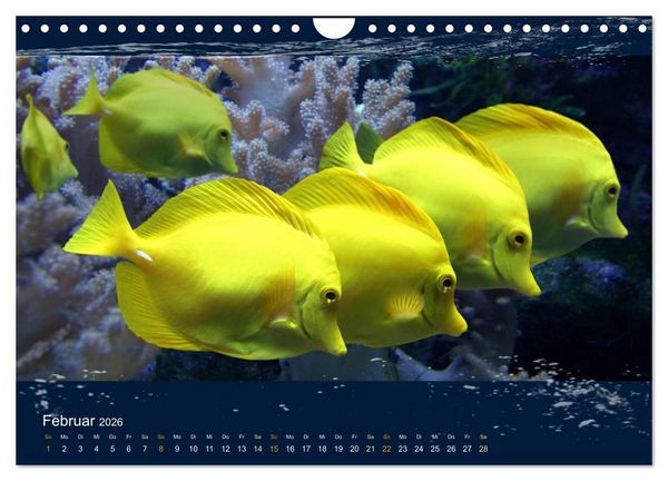 Produktbild: Korallenfische im Lichtschimmer des Meeres (Wandkalender 2026 DIN A4 quer), CALVENDO Monatskalender