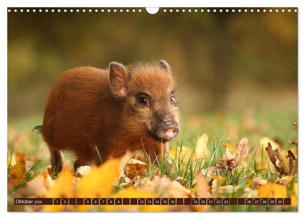 Produktbild: Tierkinder klein und s&uuml;&szlig; (Wandkalender 2026 DIN A3 quer), CALVENDO Monatskalender