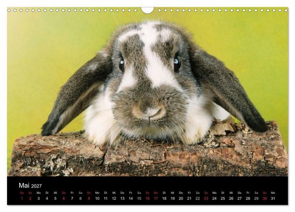 Produktbild: Zwergkaninchen (Wandkalender 2027 DIN A3 quer), CALVENDO Monatskalender
