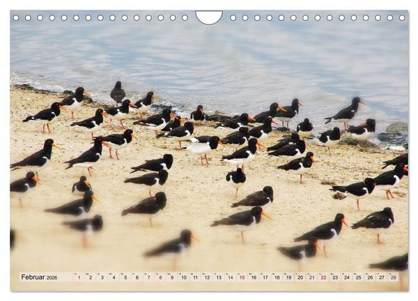 Produktbild: Typisch Amrum! (Wandkalender 2026 DIN A4 quer), CALVENDO Monatskalender