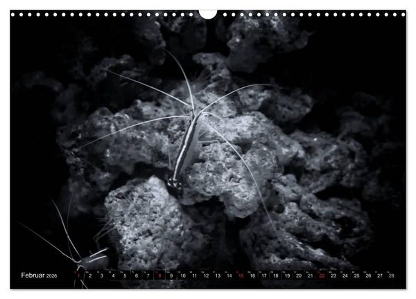 Produktbild: Meerestiere Bilder in Schwarz Weiss (Wandkalender 2026 DIN A3 quer), CALVENDO Monatskalender