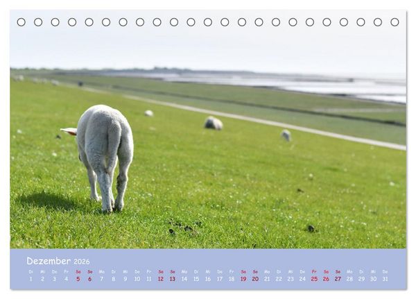 Produktbild: Wolle & H&ouml;rner (Tischkalender 2026 DIN A5 quer), CALVENDO Monatskalender