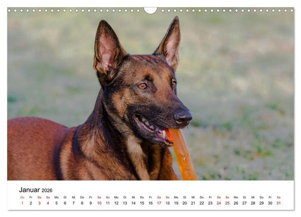 Produktbild: Malinois - Wahnsinn auf vier Pfoten (Wandkalender 2026 DIN A3 quer), CALVENDO Monatskalender