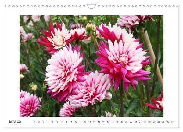 Produktbild: Mes dahlias ador&eacute;s (Calendrier mural 2026 DIN A3 vertical), CALVENDO calendrier mensuel