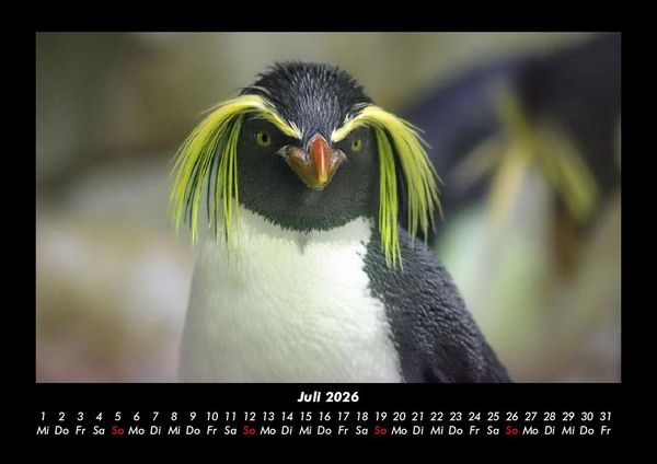 Produktbild: Pinguine & Eisb&auml;ren 2026 Fotokalender DIN A3
