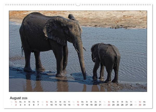 Produktbild: Afrikanische Elefanten (hochwertiger Premium Wandkalender 2026 DIN A2 quer), Kunstdruck in Hochglanz