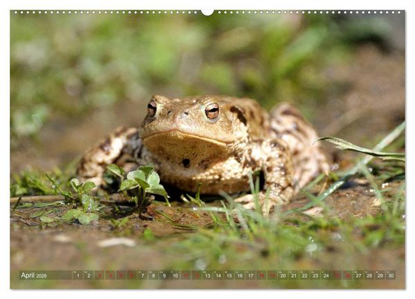 Produktbild: Kr&ouml;ten auf Wanderschaft (hochwertiger Premium Wandkalender 2026 DIN A2 quer), Kunstdruck in Hochglanz