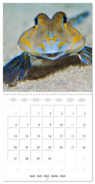 Produktbild: Fish magic (Wall Calendar 2026 12 &times; 12 Inch) CALVENDO 12 Month Wall Calendar