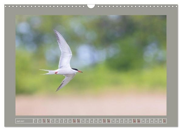 Produktbild: Limikolen - Watv&ouml;gel aus Europa (Wandkalender 2027 DIN A3 quer), CALVENDO Monatskalender