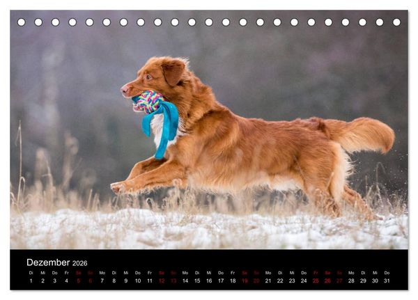 Produktbild: Toller - Nova Scotia Duck Tolling Retriever (Tischkalender 2026 DIN A5 quer), CALVENDO Monatskalender
