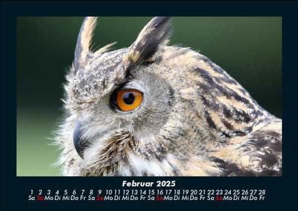 Produktbild: Welt der V&ouml;gel 2025 Fotokalender DIN A5