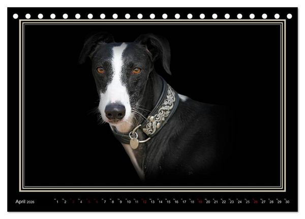 Produktbild: Galgo Espa&ntilde;ol 2026- Der spanische Windhund (Tischkalender 2026 DIN A5 quer), CALVENDO Monatskalender