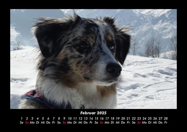 Produktbild: Der Hundekalender 2025 Fotokalender DIN A3