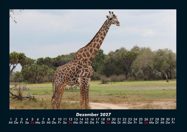 Produktbild: Giraffen 2027 Fotokalender DIN A4