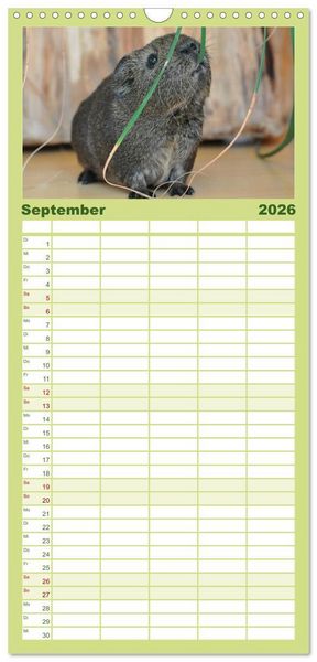 Produktbild: Familienplaner 2026 - Meerschweinchen Niedliche Herzensbrecher mit 5 Spalten (Wandkalender, 21 x 45 cm) CALVENDO