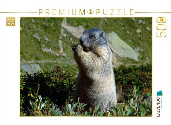 CALVENDO Puzzle Fotoshooting eines Murmeltieres | 500 Teile Lege-Größe 48 × 36 cm Foto-Puzzle für Erwachsene