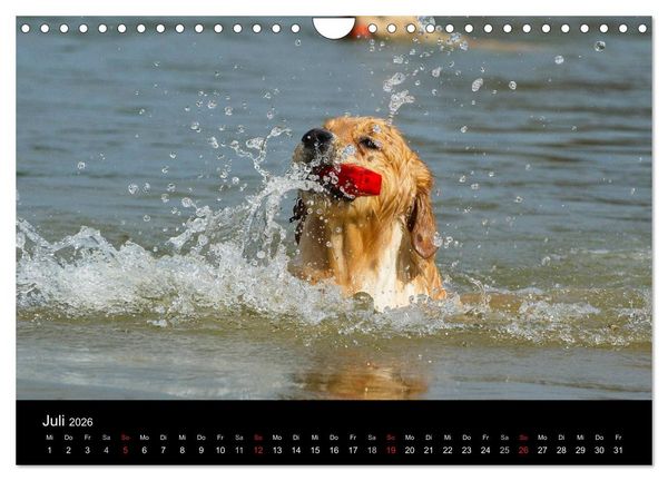 Produktbild: Golden Retriever - Ein Herz auf 4 Pfoten (Wandkalender 2026 DIN A4 quer), CALVENDO Monatskalender