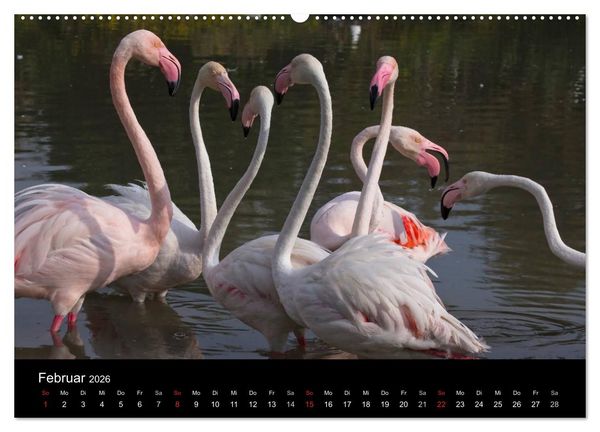 Produktbild: Flamingos der Camargue 2026 (hochwertiger Premium Wandkalender 2026 DIN A2 quer), Kunstdruck in Hochglanz
