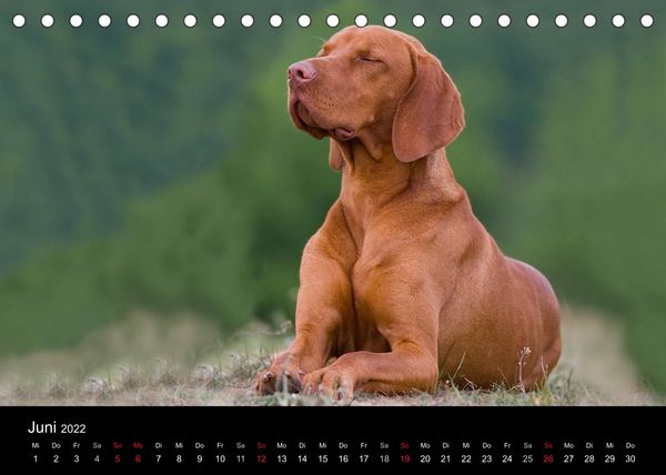 Produktbild: Rasse ist Klasse (Tischkalender 2022 DIN A5 quer)