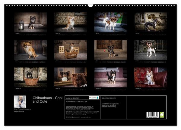 Produktbild: Chihuahuas - Cool and Cute (Wandkalender 2026 DIN A2 quer), CALVENDO Monatskalender