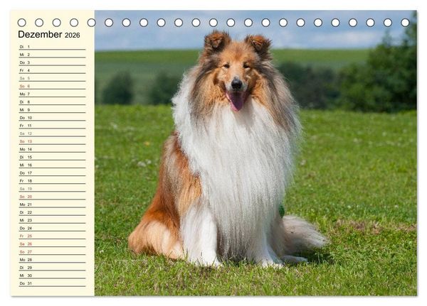 Produktbild: Collie - Mein bester Freund (Tischkalender 2026 DIN A5 quer), CALVENDO Monatskalender