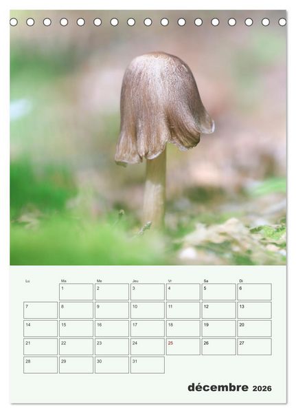 Produktbild: Champignons magiques - Beaut&eacute;s &eacute;ph&eacute;m&egrave;res (Calendrier de bureau 2026 DIN A5 horizontal), CALVENDO calendrier mensuel