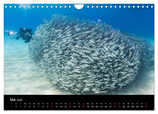 Produktbild: Tanz der Fische (Wandkalender 2026 DIN A4 quer), CALVENDO Monatskalender