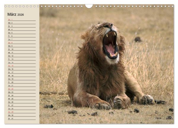 Produktbild: L&ouml;wen. Majest&auml;tische Kraft (Wandkalender 2026 DIN A3 quer), CALVENDO Monatskalender
