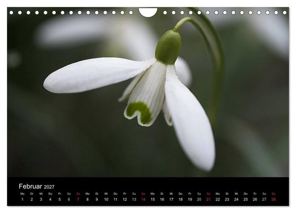 Produktbild: Blumige Farben (Wandkalender 2027 DIN A4 quer), CALVENDO Monatskalender