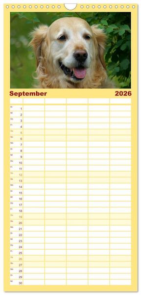 Produktbild: Familienplaner 2026 - Golden Retriever Power mit 5 Spalten (Wandkalender, 21 x 45 cm) CALVENDO
