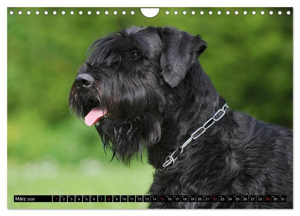 Produktbild: Treuer Freund Riesenschnauzer (Wandkalender 2026 DIN A4 quer), CALVENDO Monatskalender