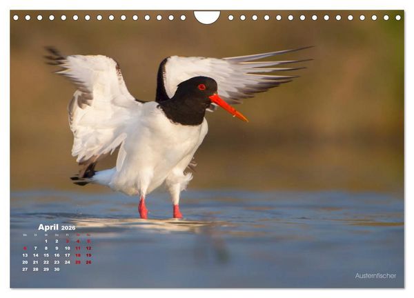 Produktbild: Wattv&ouml;gel an der Friesischen IJsselmeerk&uuml;ste (Wandkalender 2026 DIN A4 quer), CALVENDO Monatskalender