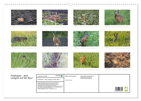 Produktbild: Feldhasen - dem Langohr auf der Spur (Wandkalender 2026 DIN A2 quer), CALVENDO Monatskalender