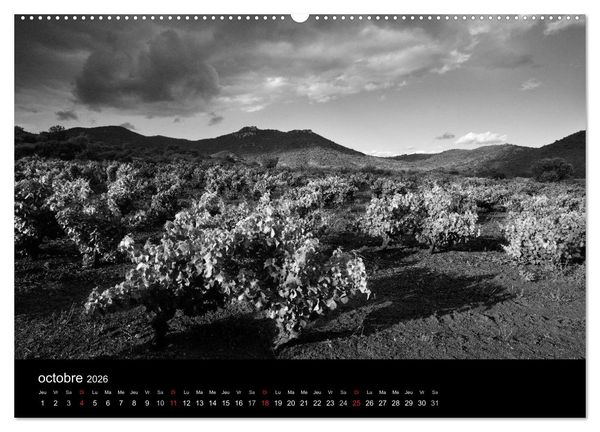 Produktbild: VIGNES DU SUD terroirs d'AOC (Calendrier mural 2026 DIN A2 vertical) calendrier de bureau