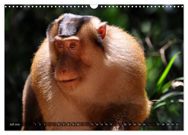 Produktbild: Planet der seltenen Affen (Wandkalender 2026 DIN A3 quer), CALVENDO Monatskalender