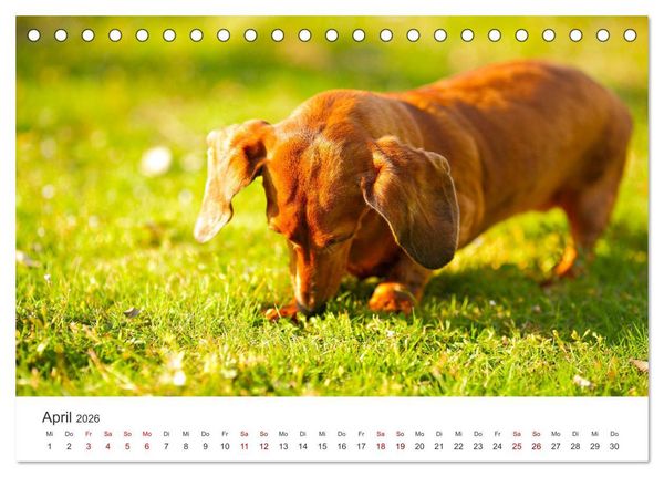 Produktbild: Dackelblicke - Lassen Herzen erw&auml;rmen. (Tischkalender 2026 DIN A5 quer), CALVENDO Monatskalender